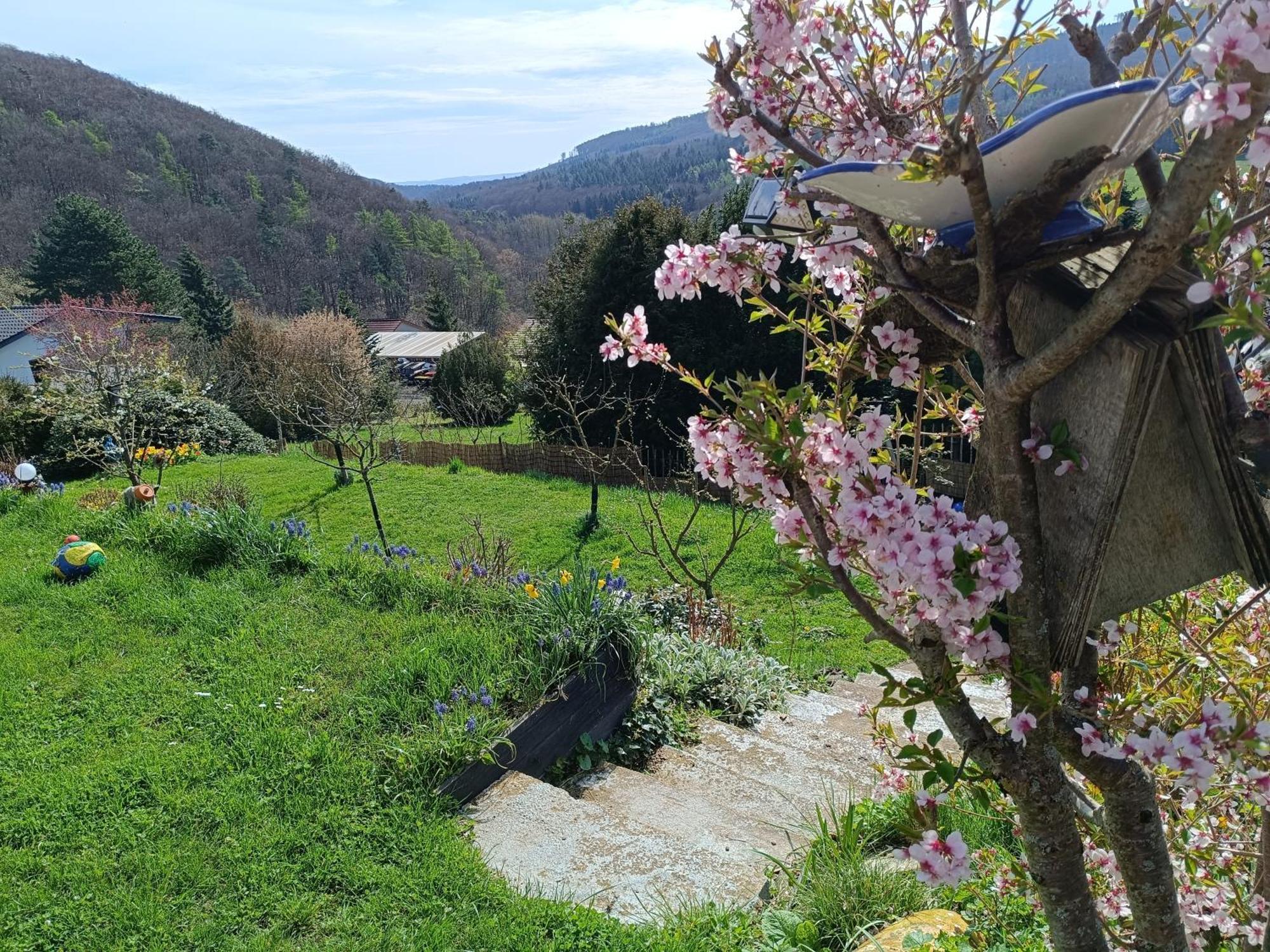 Ferienwohnung Zum Maerchenwald Bergfreiheit المظهر الخارجي الصورة